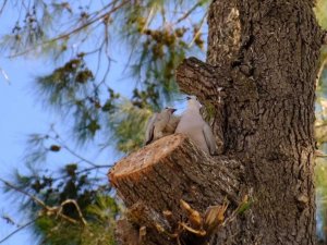 Yuvadan düşen yavru kumruyu itfaiye ve belediye ekipleri annesine kavuşturdu