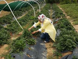Kırklareli’nde meyve ve sebze üreticileri bilgilendirildi