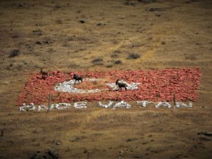 Dağ keçilerini gören sürücüden güldüren seslenme