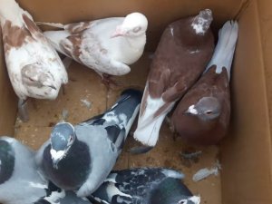 Mersin Barosu, kuş pazarındaki hak ihlalleri için harekete geçti