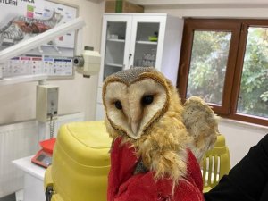 Bitkin bulundu, bakım sonrası doğaya salındı