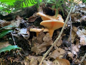 Düzce yaylalarında kanlıca bolluğu