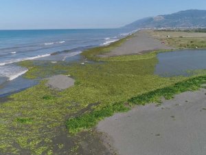 Su sümbülleri kumsalı kapladı