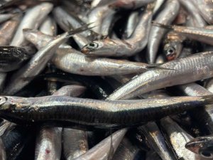 Palamuttan umduğunu bulamayan balıkçıların yüzünü hamsi güldürdü