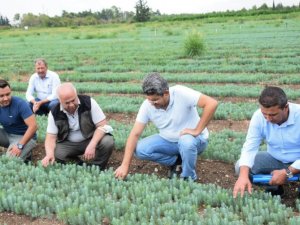 Geleceğin ağaçları yetiştiriliyor