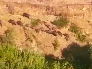 Elazığ’da domuz sürüsünün kaçış anı görüntülendi
