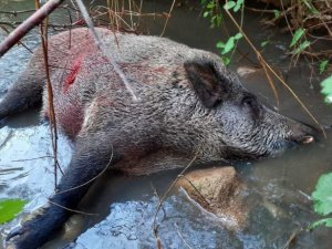Gercüş’te domuzlar köylülerin kabusu oldu