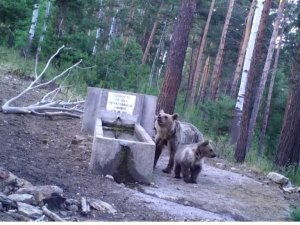 Yaban hayatı fotokapanla görüntülendi