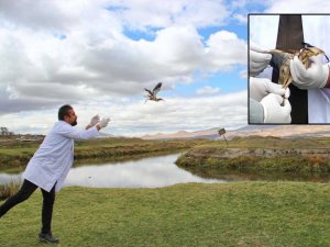 Tedavi edilen Hint Gölet Balıkçıl Kuşu doğaya bırakıldı