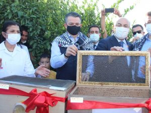 Akdeniz meyve sineğine karşı kısır böcek salımı