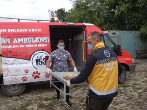 Erzincan’da ’hayvan ambulansı’ hizmete girdi