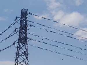 Kırlangıçlar Bayburt’ta mola verdi