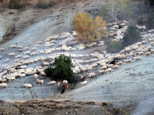 Yayla mesaisini tamamlayan Doğu Anadolu’daki göçerler dönüş yolunda