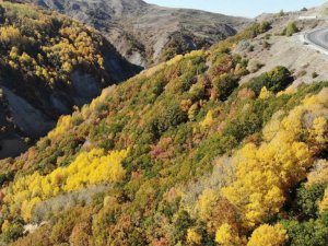 Sonbahar ile renk cümbüşü yaşanıyor