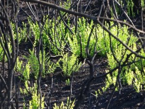Felaketin rengi siyah, yağışlarının ardından yerini yeşile bırakıyor