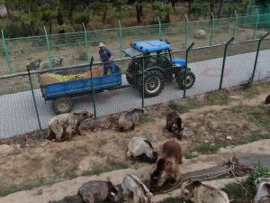 73 ayı, kış için enerji depoluyor