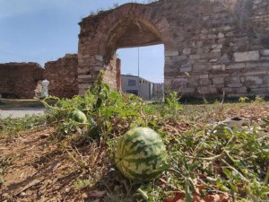 2 bin yıllık surların içinden çıktı, kimse koparmaya kıyamadı