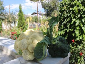 Erzurum’da yetişmez denilen sebzeyi 2 bin rakımda yetiştirdi