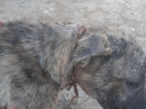 Naylon ip köpeğin boynunu kesti