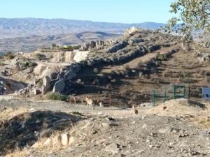 Elazığ’da yaban keçileri tarihi Harput Kalesine indi
