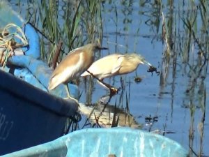 Suları sığlaşan Beyşehir Gölü kıyıları belgesel filmlerini aratmıyor