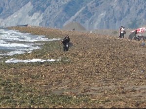 Samandağ sahilini kaplayan su canavarları için temizlik çalışması başlatıldı
