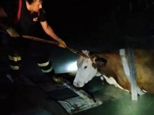 Yangın söndürme havuzuna düşen ineği itfaiye ekipleri kurtardı