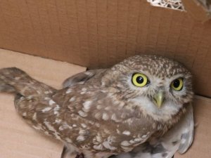 Kukumav kuşu doğaya salındı