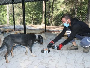 Pozantı’ya "Kısırlaştırma Merkezi" kuruldu