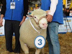 Bursa’da küçükbaş hayvanların katıldığı ’güzellik yarışması’ renkli anlara sahne oldu