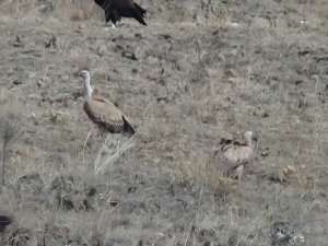 Sarıkamış’ta akbabalar görüntülendi