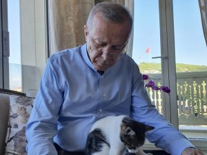 Cumhurbaşkanı Erdoğan torununun kedisiyle olan fotoğrafını paylaştı