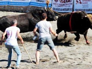 Ula arenasında ilk boğa güreşi
