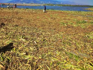Petrol atıklarının ardından şimdi de ‘su canavarı’ alarmı