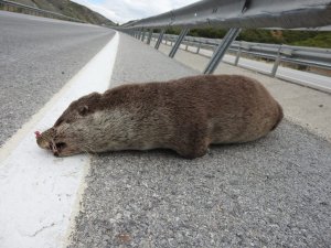 Nesli tükenmekte olan su samuru, aracın çarpması sonucu telef oldu