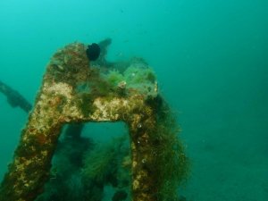 Mersin sahilleri müsilaj tehlikesi altında