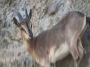 Erzurum’da zorlu dağları tırmanan yaban keçileri nefes kesti