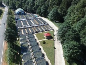 Burada yetiştirilen milyonlarca alabalıklar, Türkiye’nin farklı yerlerindeki orman içi sulara bırakılıyor