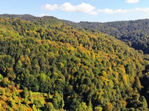 Zonguldak ormanları sonbaharı karşılıyor