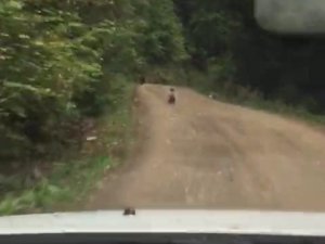 Önlerine çıkan anne ve yavru ayıyı ormana sürdüler