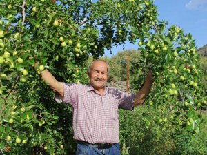 Başkent’in yanı başında yetişen Çin hurması: “Hünnap”