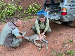 Köpeklerin saldırısına uğrayan karacayı köylüler kurtardı