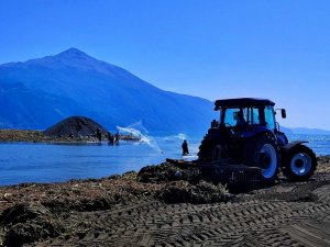 Petrolün kirlettiği sahilde su sümbülü temizliği