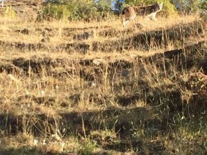 Tunceli’de nesli tükenme tehlikesi altında bulunan vaşak görüntülendi