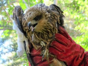 Bingöl’de yaralı bulunan kızıl şahin tedavi altına alındı