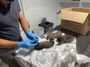 Ölüme terk edilen köpek yavruları kurtarıldı
