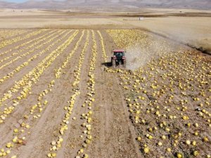 Tomarza’da kabak çekirdeği hasadı başladı