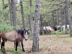 Yılkı atları orman işçileri tarafından görüntülendi