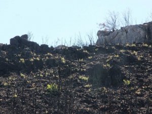 Bodrum’da kül olan ormanlar yeniden yeşeriyor