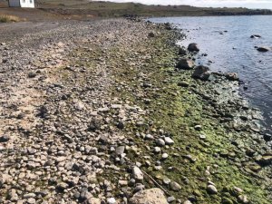 Kuraklık Çıldır Gölü’nü de vurdu, su seviyesi düştü